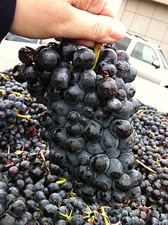 Barbera wine grape