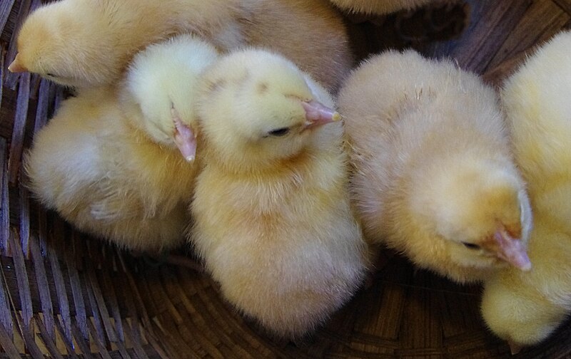File:Basque Hen (Euskal Oiloa) chicks.jpg