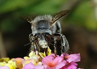 A solitary bee (Eucera sp.)