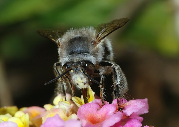 Solitary bee