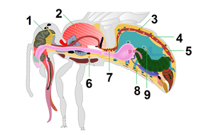 Corazón: Estructura, Corazón humano, Invertebrados