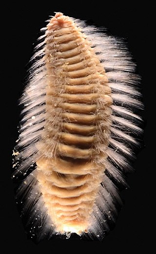 <i>Benthoscolex</i> Genus of annelids