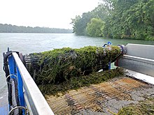 An aquatic weed harvester collecting Elodea from a lake Berky Mahsammelboot Elodea.jpg