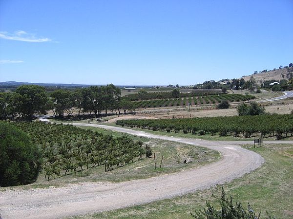 The Bethany vineyard, first planted in 1852. Bethany was the first settlement in the Barossa region.