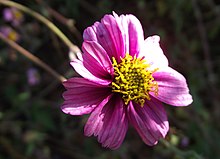 Bidens aequisquama.jpg