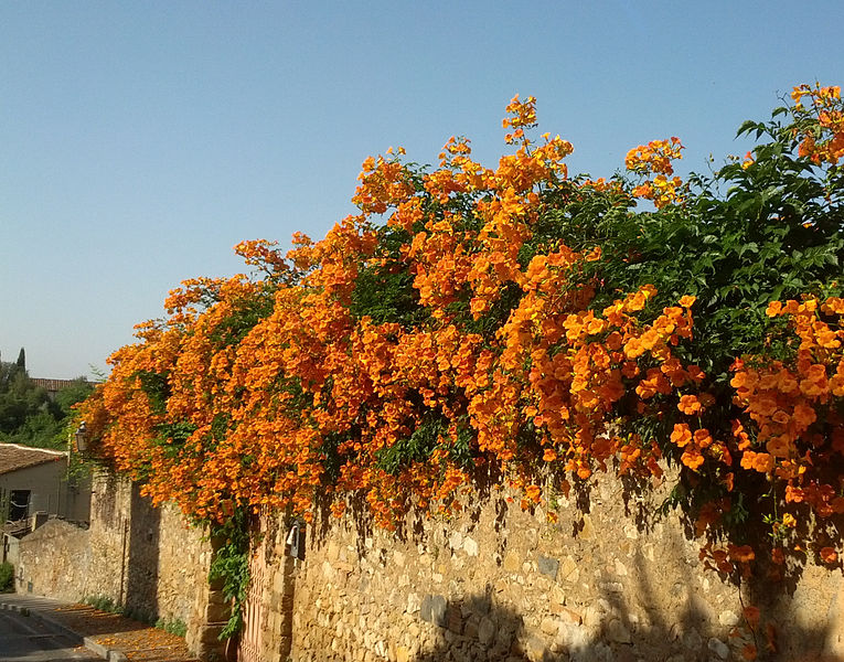 File:Bignonia a Bolgheri.jpg