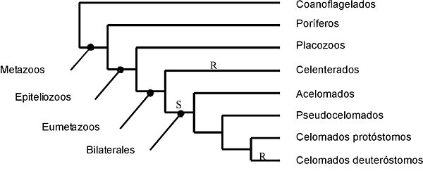 Cladogramma di Bilateria secondo la teoria planuloide/aceloide (S= segmentazione a spirale; R= segmentazione radiale)