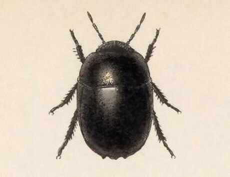 Thyreocoridae