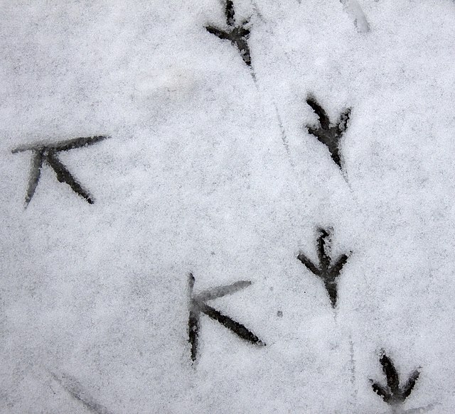 wild animal paw prints in snow