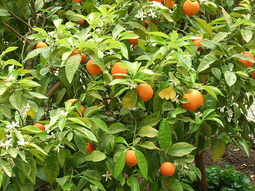 Bitter oranges