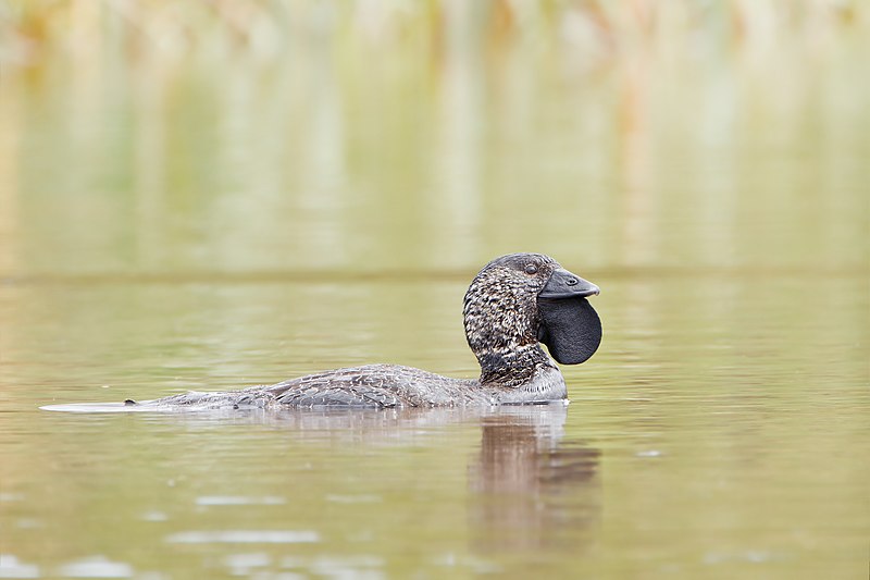 File:Biziura lobata male - Sandford.jpg