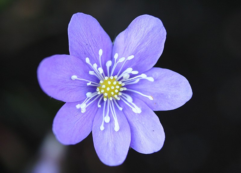 File:Blåveis - Liverleaf - Hepatica nobilis - Flickr - color line.jpg