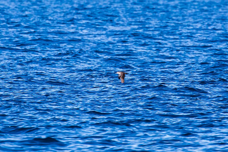 File:Black-vented shearwater - 53426260532.jpg