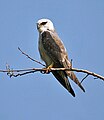 Immature; Kolkata, West Bengal, India