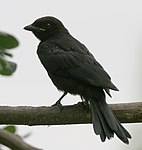 Black Drongo (Dicrurus macrocercus)- Juvenile at Kolkata I IMG 7812.jpg