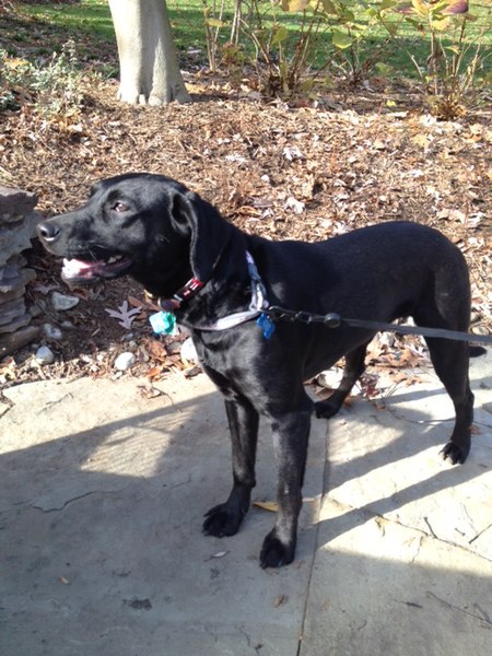 File:Black Lab in yard.JPG