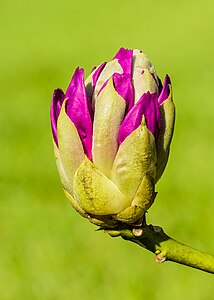 Bloemknop van een Rododendron (Rhododendron). 21-05-2023. (d.j.b) 02