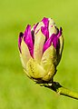 * Nomination Flower bud of a Rhododendron which is about to open. Focus stack of 16 photos. --Famberhorst 05:02, 28 May 2023 (UTC) * Promotion  Support Good quality. --Tournasol7 05:10, 28 May 2023 (UTC)