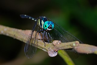 <i>Tetrathemis irregularis</i> species of insect