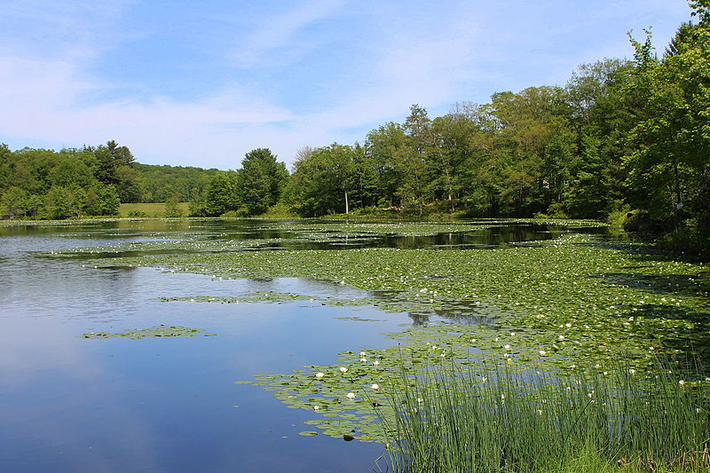 File:Blue Giant Meadow Lake 2.JPG