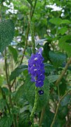 Stachytarpheta indica (plante nourricière des adultes)