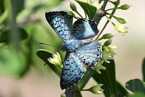 Lasaia sula, male