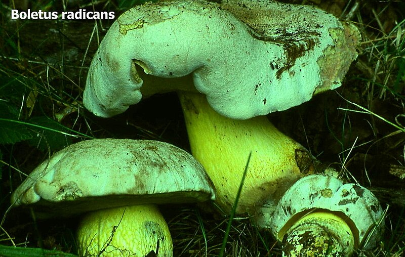 File:Boletus radicans.jpg