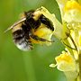 Vorschaubild für Gartenhummel