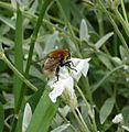 Bombus humilis femelle ou bombus muscorum?