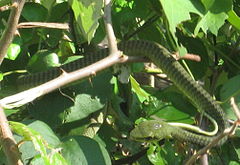 Boomslang (5400978116).jpg