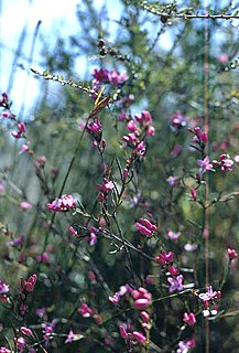 <i>Boronia nematophylla</i> Species of flowering plant