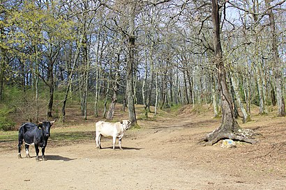 Come arrivare a Bosco Macchia Grande con i mezzi pubblici - Informazioni sul luogo