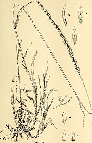 <i>Mosdenia</i> Genus of grasses