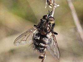 Bothria frontosa