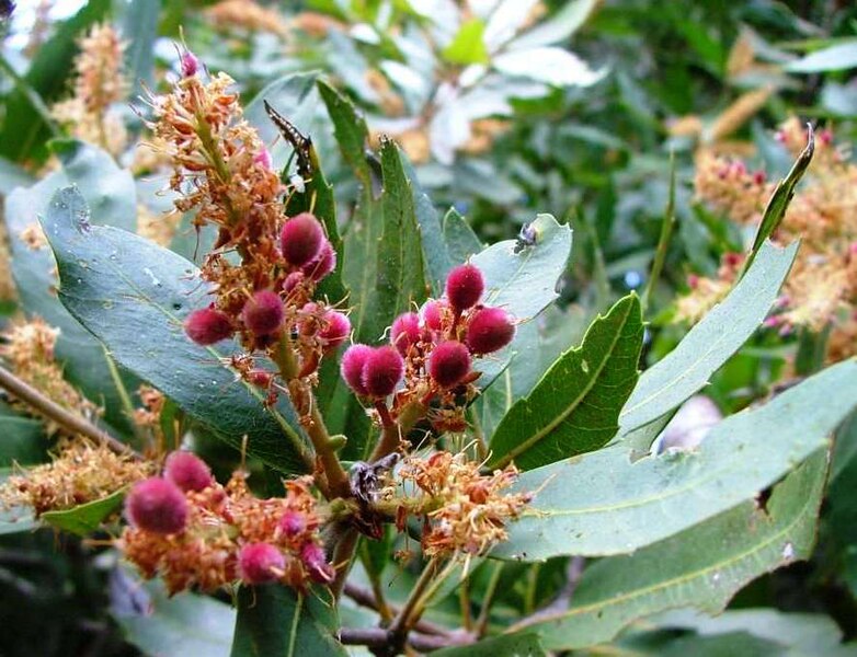 File:Brabejum stellatifolium - Cape Town - young nuts 2.JPG