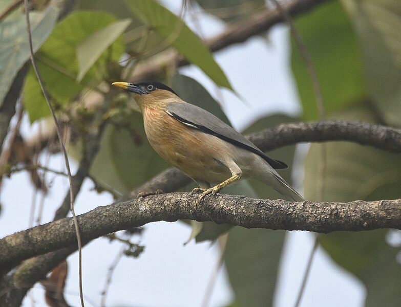 File:Brahminy starling 13.jpg