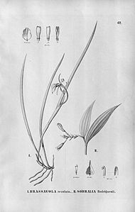 plate 62 I. Brassavola revoluta II. Palmorchis sobralioides (as syn. Sobralia rodriguesii)