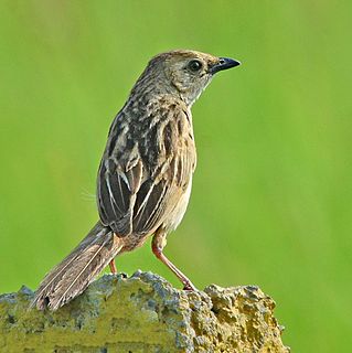 Bristled grassbird Species of bird