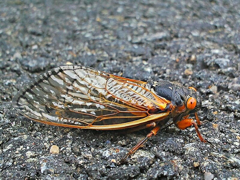 File:Brood II Cicada.jpg