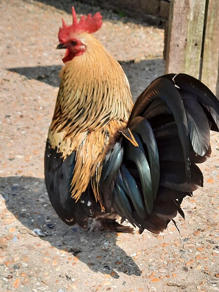 File:Brown Leghorn cockerel.jpg