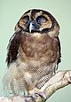 Brown Wood Owl.jpg