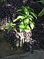 Français : Datura innoxia au Jardin d'Éden de Saint-Paul, sur l'île de La Réunion.