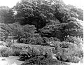 Bryngarw Country Park, Japanese Garden 1940s 2.jpg