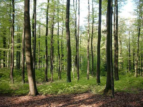 История леса. Аренные леса. Сосновый лес в Германии. Сосновые леса в Германии. Буковые леса Германия панорама.