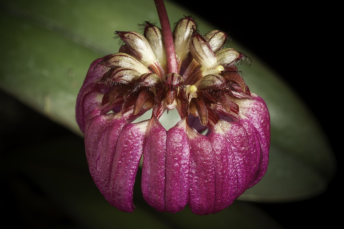 TÌNH YÊU LAN 2 - Page 64 1200px-Bulbophyllum_aff._corolliferum_J.J.Sm.%2C_Bull._Jard._Bot._Buitenzorg%2C_s%C3%A9r._2%2C_25_80_%281917%29._%2851031613398%29