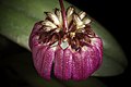 Bulbophyllum corolliferum