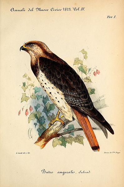 File:Buteo Auguralis.jpg