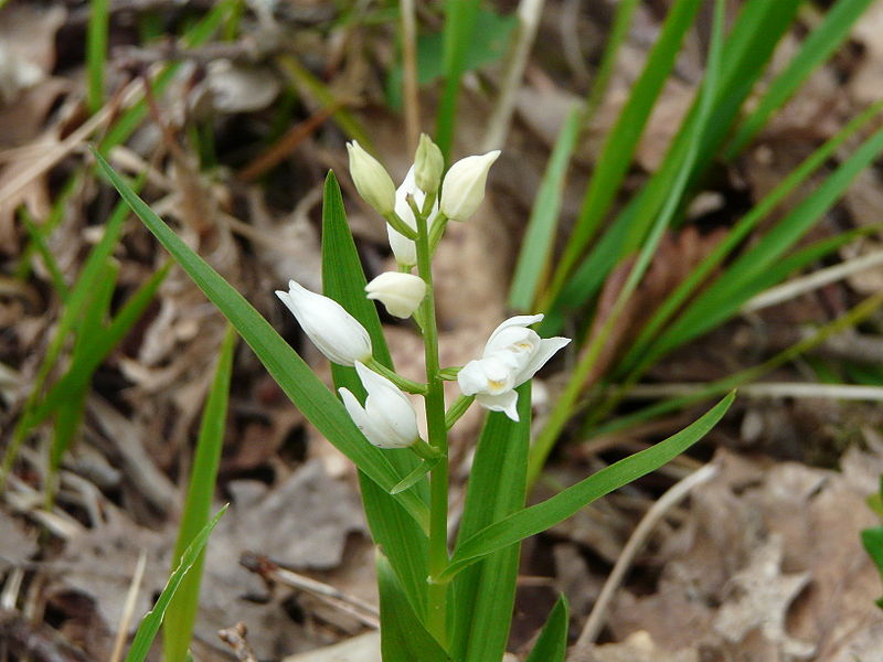 File:Céphalanthère longues feuilles Trélissac 08-05-2010 (4).JPG