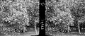 COLLECTIE TROPENMUSEUM Een bloeiende kaneelboom (Cinnamomum zeylanicum) TMnr 10012315.jpg