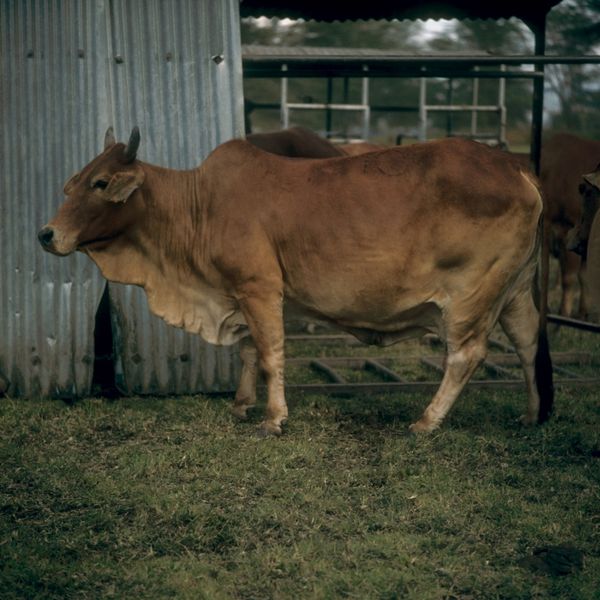 File:COLLECTIE TROPENMUSEUM Een circa dertienjarige Sahiwal koe op het Naivasha Dairy Research Station TMnr 20038780.jpg